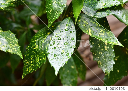 アオキ(フイリアオキ:Aucuba japonica)雨の日 アオキ(フイリアオキ:Aucuba japonica)雨の日 140810198