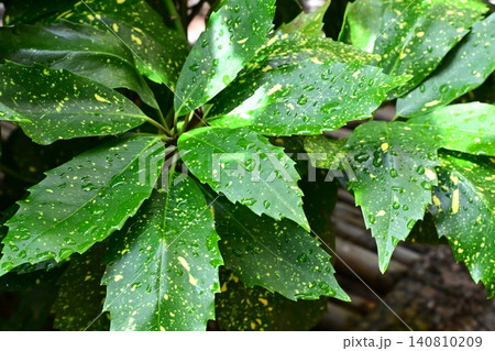 アオキ(フイリアオキ:Aucuba japonica)雨の日 アオキ(フイリアオキ:Aucuba japonica)雨の日 140810209