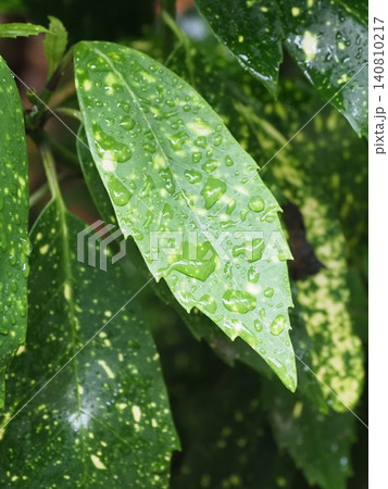 アオキ(フイリアオキ:Aucuba japonica)雨の日 アオキ(フイリアオキ:Aucuba japonica)雨の日 140810217