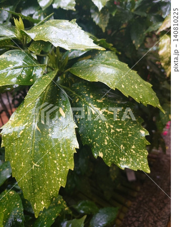 アオキ(フイリアオキ:Aucuba japonica)雨の日 アオキ(フイリアオキ:Aucuba japonica)雨の日 140810225