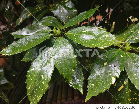 アオキ(フイリアオキ:Aucuba japonica)雨の日 アオキ(フイリアオキ:Aucuba japonica)雨の日 140810230