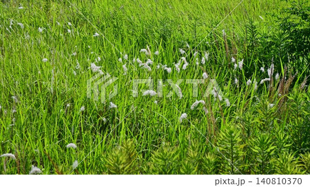 空き地 荒地 雑草 土地 vacant lot 空き地 荒地 雑草 土地 vacant lot 140810370