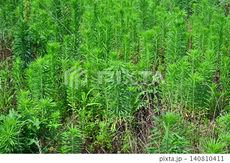 空き地 荒地 雑草 土地 vacant lot 空き地 荒地 雑草 土地 vacant lot 140810411