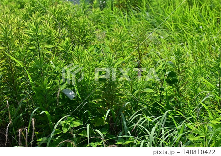 空き地 荒地 雑草 土地 vacant lot 空き地 荒地 雑草 土地 vacant lot 140810422