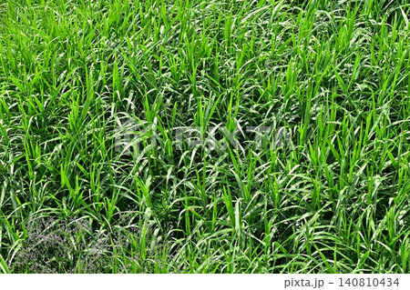 空き地 荒地 雑草 土地 vacant lot 空き地 荒地 雑草 土地 vacant lot 140810434
