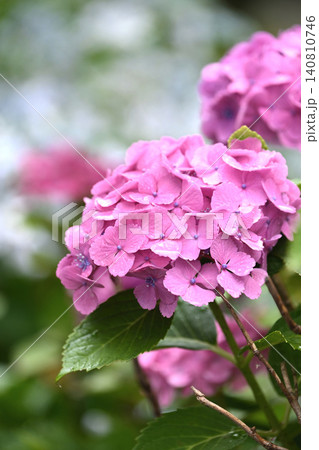 アジサイ Hydrangea (雨天時に撮影 rainy day) アジサイ Hydrangea (雨天時に撮影 rainy day) 140810746