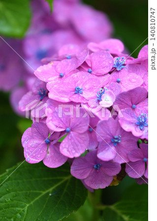 アジサイ Hydrangea (雨天時に撮影 rainy day) アジサイ Hydrangea (雨天時に撮影 rainy day) 140810747