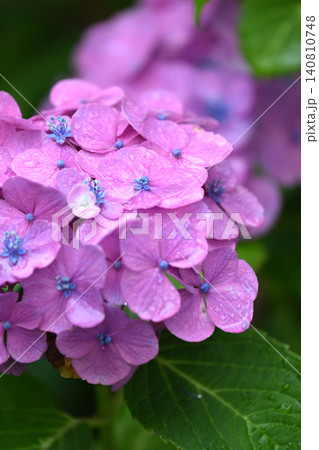 アジサイ Hydrangea (雨天時に撮影 rainy day) アジサイ Hydrangea (雨天時に撮影 rainy day) 140810748