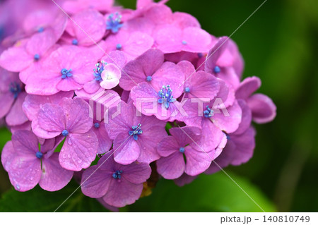 アジサイ Hydrangea (雨天時に撮影 rainy day) アジサイ Hydrangea (雨天時に撮影 rainy day) 140810749