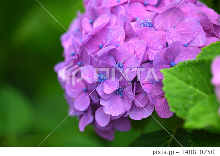 アジサイ Hydrangea (雨天時に撮影 rainy day) アジサイ Hydrangea (雨天時に撮影 rainy day) 140810750