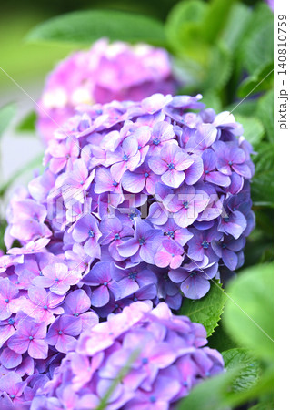 アジサイ Hydrangea (雨天時に撮影 rainy day) アジサイ Hydrangea (雨天時に撮影 rainy day) 140810759