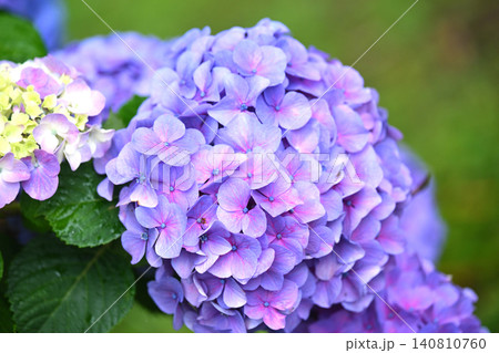 アジサイ Hydrangea (雨天時に撮影 rainy day) 140810760