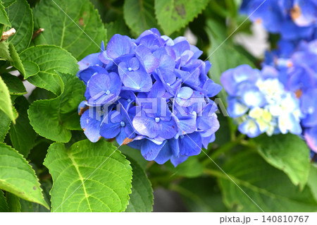 アジサイ Hydrangea (雨天時に撮影 rainy day) アジサイ Hydrangea (雨天時に撮影 rainy day) 140810767