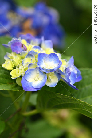 アジサイ Hydrangea (雨天時に撮影 rainy day) アジサイ Hydrangea (雨天時に撮影 rainy day) 140810770