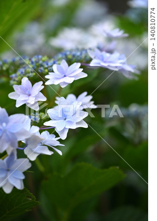 アジサイ Hydrangea (雨天時に撮影 rainy day) アジサイ Hydrangea (雨天時に撮影 rainy day) 140810774