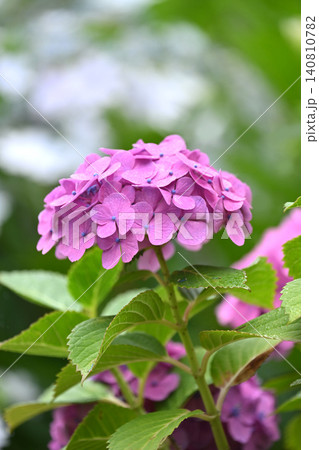 アジサイ Hydrangea (雨天時に撮影 rainy day) 140810782