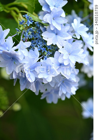 アジサイ Hydrangea (雨天時に撮影 rainy day) アジサイ Hydrangea (雨天時に撮影 rainy day) 140810789