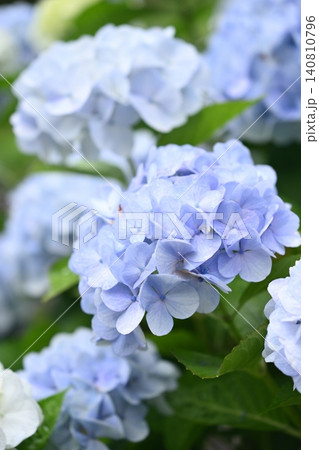 アジサイ Hydrangea (雨天時に撮影 rainy day) アジサイ Hydrangea (雨天時に撮影 rainy day) 140810796