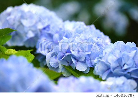 アジサイ Hydrangea (雨天時に撮影 rainy day) アジサイ Hydrangea (雨天時に撮影 rainy day) 140810797