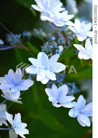 アジサイ Hydrangea (雨天時に撮影 rainy day) アジサイ Hydrangea (雨天時に撮影 rainy day) 140810802