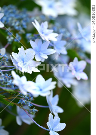 アジサイ Hydrangea (雨天時に撮影 rainy day) アジサイ Hydrangea (雨天時に撮影 rainy day) 140810803