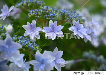 アジサイ Hydrangea (雨天時に撮影 rainy day) アジサイ Hydrangea (雨天時に撮影 rainy day) 140810810