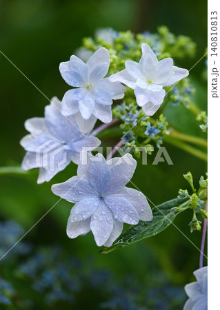 アジサイ Hydrangea (雨天時に撮影 rainy day) アジサイ Hydrangea (雨天時に撮影 rainy day) 140810813