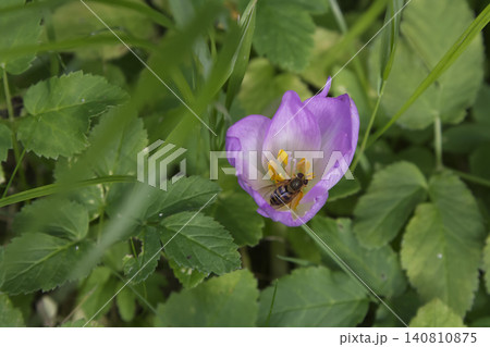 Beautiful and Delicate Pink Crocus Blossom Welcoming an Active Pollinator Beautiful and Delicate Pink Crocus Blossom Welcoming an Active Pollinator 140810875