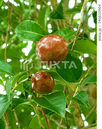 椿の実(椿油の原料 カメリア油 camellia oil) 椿の実(椿油の原料 カメリア油 camellia oil) 140810904