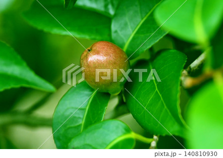 椿の実(椿油の原料 カメリア油 camellia oil) 椿の実(椿油の原料 カメリア油 camellia oil) 140810930