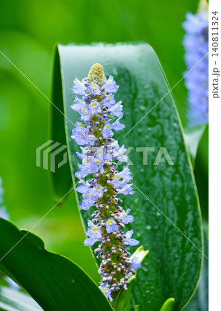 ポンテデリア コルダタ ナガバミズアオイ ピッケルウィード (Pontederia cordata) ポンテデリア コルダタ ナガバミズアオイ ピッケルウィード (Pontederia cordata) 140811324