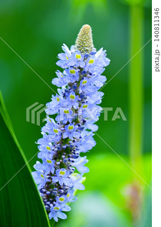 ポンテデリア　コルダタ　ナガバミズアオイ　ピッケルウィード　(Pontederia cordata) 140811346
