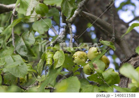 A Small Cluster of Young Green Apples Growing on a Textured Tree Branch A Small Cluster of Young Green Apples Growing on a Textured Tree Branch 140811588