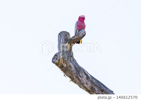 A Galah cockatoo sitting on a high dead tree branch in the Blue Mountains A Galah cockatoo sitting on a high dead tree branch in the Blue Mountains 140812570