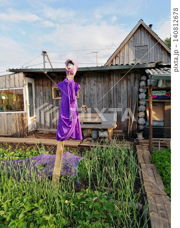 vegetable garden with green onion beds a garden scarecrow in a purple dress and an old wooden village house in the background 140812678