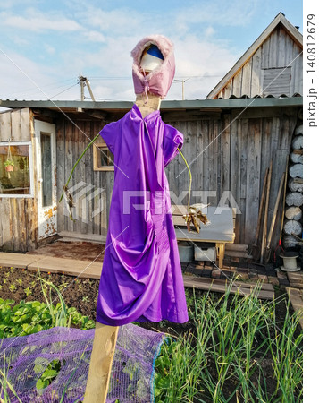 garden scarecrow in a purple dress and a pink fur hat close up against the background of a wooden village house and green beds garden scarecrow in a purple dress and a pink fur hat close up against the background of a wooden village house and green beds 140812679