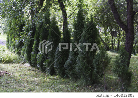 A Lined Row of Conical Thuja Trees with Young Saplings in a Garden Border A Lined Row of Conical Thuja Trees with Young Saplings in a Garden Border 140812805