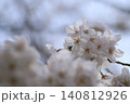 桜の季節 140812926