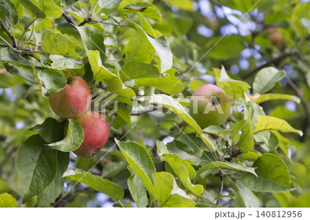 Fresh Apples Ripening on a Leafy Tree Branch Fresh Apples Ripening on a Leafy Tree Branch 140812956