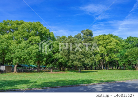 晴天の新緑の公園と青空 爽やかな初夏の自然風景 晴天の新緑の公園と青空 爽やかな初夏の自然風景 140813527