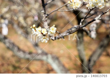 爽やか 白梅の花 一重緑咢 爽やか 白梅の花 一重緑咢 140813703