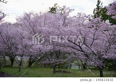 満開の桜 140813810