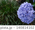 紫の紫陽花 140814102