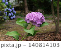梅雨の晴れ間に咲く紫陽花 140814103