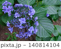 青色のガクアジサイの花をクローズアップで撮影した写真 140814104
