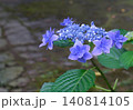 青色のガクアジサイの花をクローズアップで撮影した写真 140814105