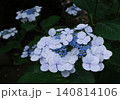 青色のアジサイの花をクローズアップで撮影した写真 140814106