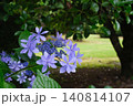 青い紫陽花 140814107