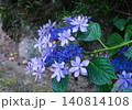 青い紫陽花 140814108