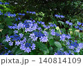 青いガクアジサイの花 140814109